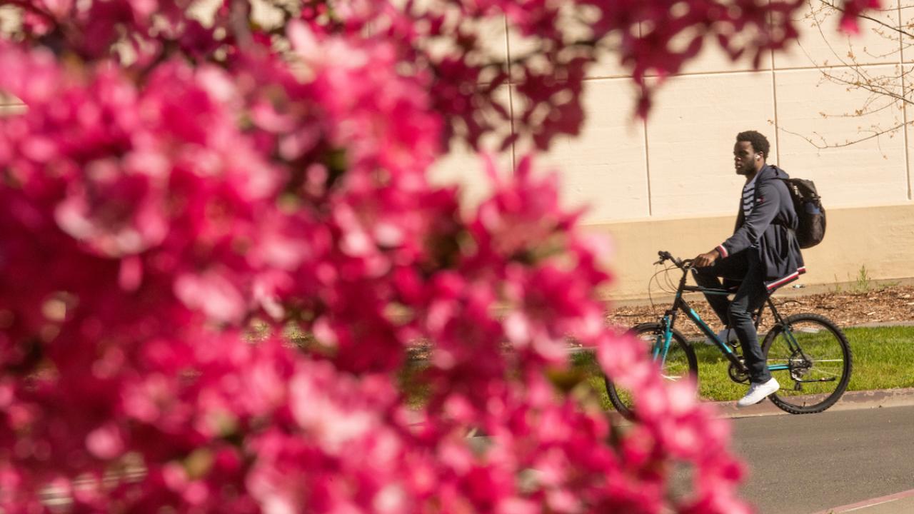 Man cycling past beige wall, viewed through blurred pink magnolia blossoms