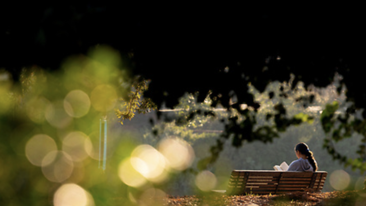 Person sitting alone on a wooden bench under tree shade, reading a book in the soft golden light of late afternoon, with blurred glowing circles of sunlight in the foreground.