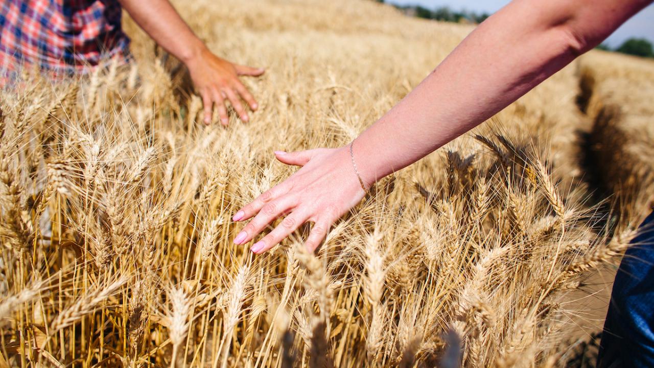 Two hands touching golden wheat in a field under a blue sky.