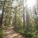 Sunlight streams through tall redwood trees along a dirt path surrounded by lush greenery in a forest.