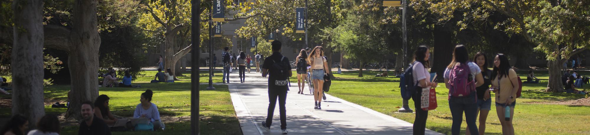 The cement pathway through the UC Davis quad is lined with trees and banners that say "One of a kind like you." Students gather in groups, pairs, or individually, with bikes, talking on phones, greeting each other